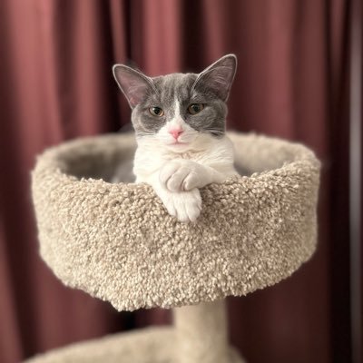 KC🌈 #SSCCHOF. Meownisters in Purr Minister of Canada’s Catbinet. Wu-Tang (Felinance) & Pico (Sports) ❤️ #HeavyMetalCats. DMs only from trusted friends.