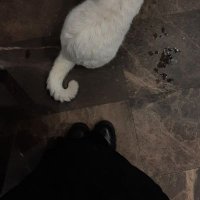 ش (@ruhumuhteriz) 's Twitter Profile Photo