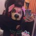 collie_pop (@crashcoursepupy) Twitter profile photo collie_pop (@crashcoursepupy) Twitter profile photo