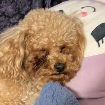 SmolChild236さんのプロフィール画像