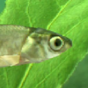 Fan account occasionally posting about Eating Nature, an indie game by @WaterMuseum_
