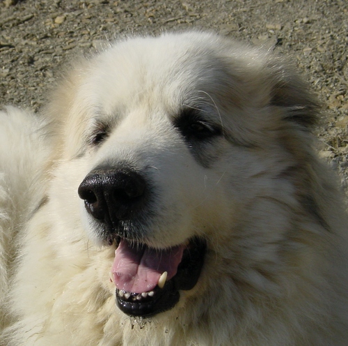 I'm a Pyrenean Mountain Dog (Great Pyrenees). I look after my bipeds and our cats. I also have a blog.