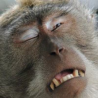 Incredulous Monkey (@french_bud88503) 's Twitter Profile