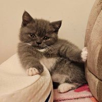 🐈eIlania🐈⬛ (@_caramellie) 's Twitter Profile