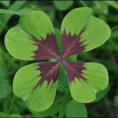 RadinssonPRM's profile picture. expedientes