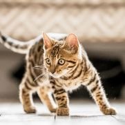 moeeeeeeew's profile picture. 