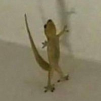 hdhfgndng (@hdhfgndng1) 's Twitter Profile