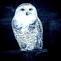 ERONACHE (@eronache92) 's Twitter Profile