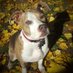 Abby Normal (@abby_normal8) Twitter profile photo Abby Normal (@abby_normal8) Twitter profile photo