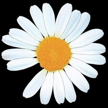 abbyphernelia's profile picture. 