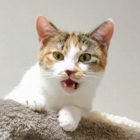 りこぴん🕊戦争反対 (@ricopin69) 's Twitter Profile Photo