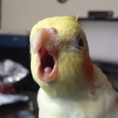 小さな鳥大きな心 鳥のさえずりが喜びを広げる 羽の不思議と魔法の瞬間. もしあなたが動物を愛していないのなら、失礼になるかもしれないが、私のページをフォローしないでほしい。鳥🐦と動物たちに多くの愛を ❤️
