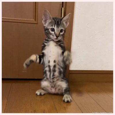 adorable_hair's profile picture.