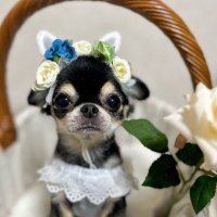 たれ耳チワワあんこ (@anko_0709) 's Twitter Profile Photo たれ耳チワワあんこ (@anko_0709) 's Twitter Profile Photo