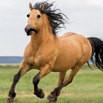 elcompraperros6's profile picture. 