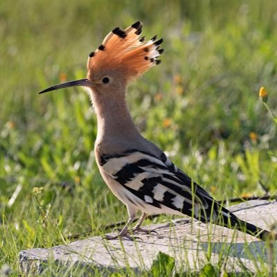 Leroidemeatball's profile picture. 