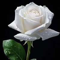 امل عبدالله (@amal_abdullah08) 's Twitter Profile