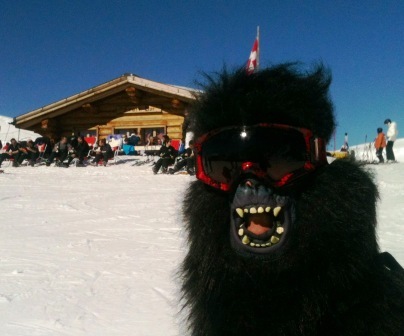 SkiingGorilla's profile picture. Philosopher, Adventurer, Raconteur. Hook up with me on the slopes of Grindelwald and Wengen