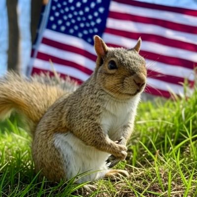 NameHe69658's profile picture. 🎵Clowns to the left of me, jokers to the right🎶 Just a squirrel here to stir the nuts. Enjoy the show. 🐿️🍿🎥