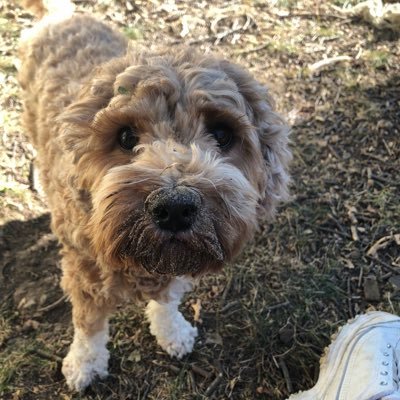 IowaMutt76's profile picture. Constitution