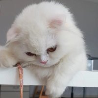 lusttforlife (@sanslibirwinner) 's Twitter Profile