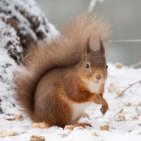 Sir Jane Hobson 📷(Order of Brasov Citadel) (@calamityjane65) 's Twitter Profile Photo