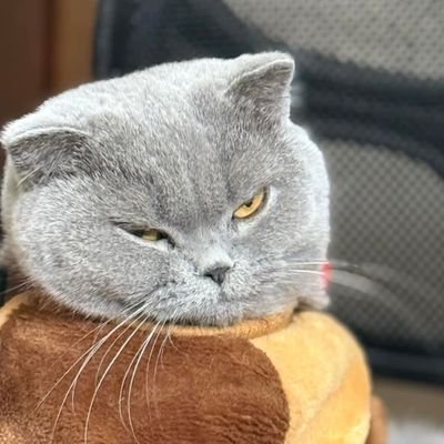 Vại Dưa Khúさんのプロフィール画像