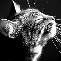 HESTY (@__hestyow) 's Twitter Profile