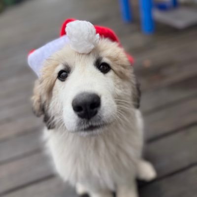 pntruong's profile picture. 