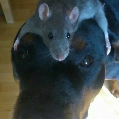 LuMiZa_'s profile picture. They do not sweat and whine about their condition, They do not lie awake in the dark and weep for their sins…