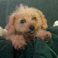 justin p (@reallyjp) 's Twitter Profile