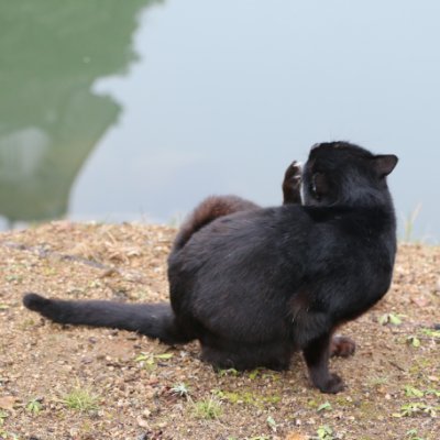 ryougikyoko's profile picture. 