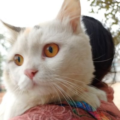 AhmedIsmai28258's profile picture. 