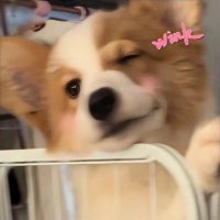 queline (@quelinebbyyan) 's Twitter Profile