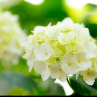 fuchimokuroyukari (@fuchimokuroyuk1) 's Twitter Profile Photo fuchimokuroyukari (@fuchimokuroyuk1) 's Twitter Profile Photo