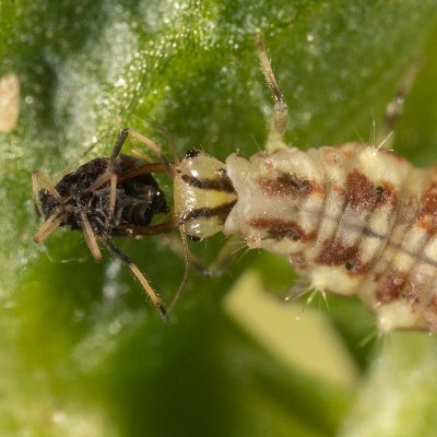 Zum Thema Pflanzenschutz an Gehölzen und zum Pflanzenschutz wurde hier von Herbst 2010 bis Frühjahr 2023 getwittert