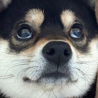 パテラの黒豆柴はな🐾 (@paterahana) 's Twitter Profile Photo パテラの黒豆柴はな🐾 (@paterahana) 's Twitter Profile Photo