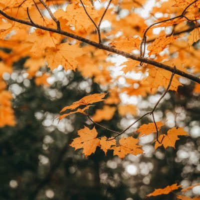 oakvolf's profile picture. 