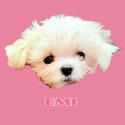 マルチーズのえみちゃん | 2024/9/22生まれの女の子 11ヶ月 2.3kg | 血統書名:ファンキードール・JP・アップリケ | 好奇心旺盛だけど臆病な性格 | 犬見知り | トリミングはパパ(中の人)がしてます。