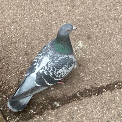 aki58244033's profile picture. 20↑ 審神者で代理で凡人 インドラ様に脳を焼かれた新米マスター ROM専です/雑食ゆえなんでもおいしくいただきます(追記:原田さんにも脳を焼かれた)