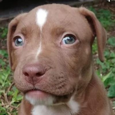 GusSoliaEstarAc's profile picture. xd