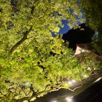 けんと (@kento452) 's Twitter Profile