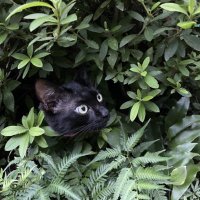 OLEO🦁📦🦄 (@oleo_leo_leo) 's Twitter Profile