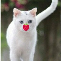 Snow white cat🤍💔bovver🖤Poezie🐯Tiger🐺Sprite (@snowwhite_cato) 's Twitter Profile