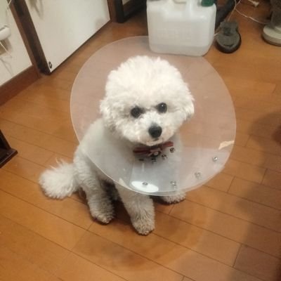 pipipcopin's profile picture. なんでも食べちゃいます。赤ちゃんの頃、落ちてるニラとかネギとかよくおなか壊してました。

今、刺繍にハマってます。