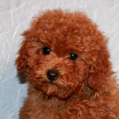 Red mini cheap toy poodle
