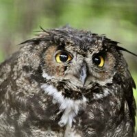 Anna (@acbarnes) 's Twitter Profile