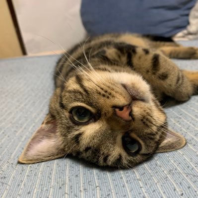 Leo_Nico25's profile picture. 