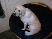 LayZLab's profile picture. Only one rule: chill.