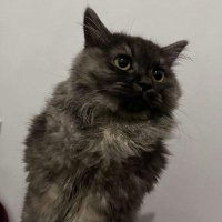 Emma (@emmashouldwrite) 's Twitter Profile Photo